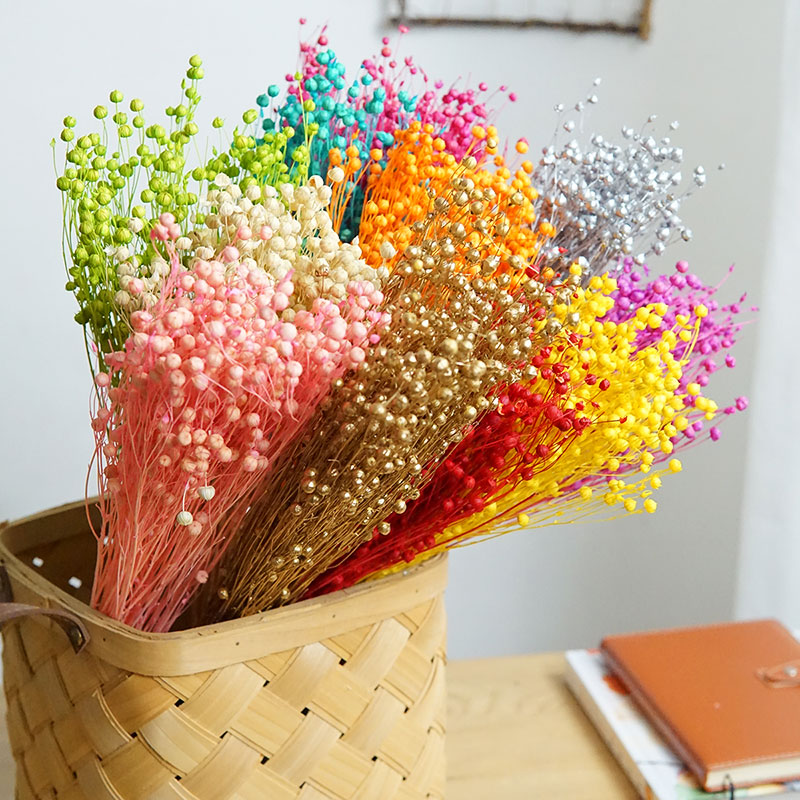 Dried Flower Bulk - Ormosia Hosiei – vraies fleurs naturelles,