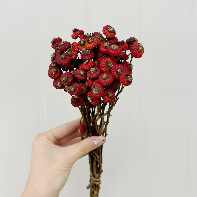 10 pièces/lot de baies de cyno - Dried Flower Bulk avis et prix