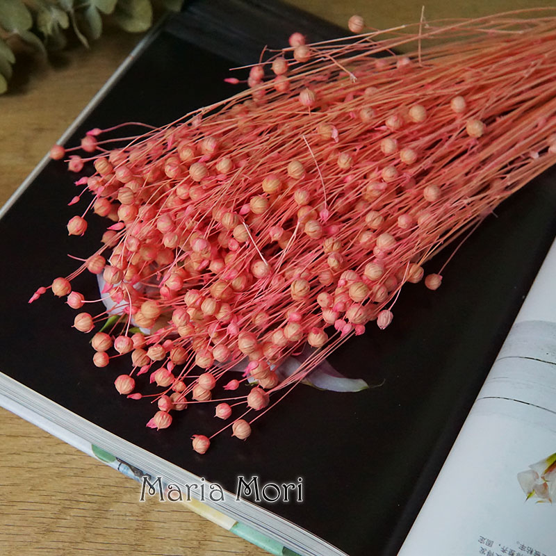 Ormosia Hosiei – vraies fleurs - Dried Flower Bulk avis et prix