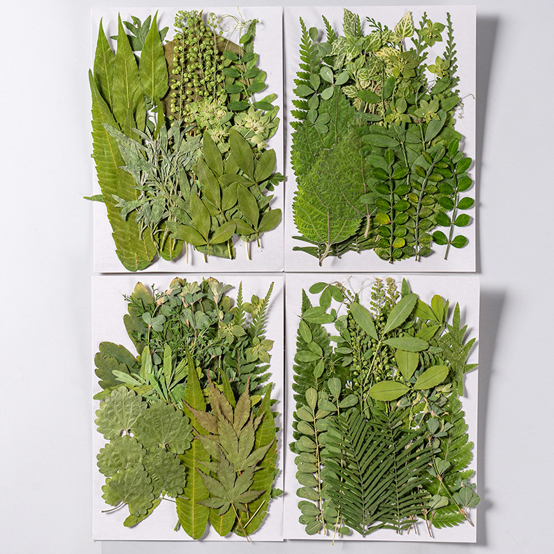 1 ensemble 35 pièces pressé fl - Dried Flower Bulk avis et prix
